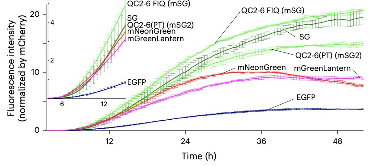 MichaelLinLab's tweet photo. Looks like we finally have "the next GFP". Until now we had monomeric GFPs brighter than EGFP (mClover3, mNeonGreen, mGreenLantern) but with reduced photostability.

In monomeric StayGold (mSG), there's finally an mGFP that is both brighter and more photostable.

Brightness: https://t.co/tj1qX9AMAE