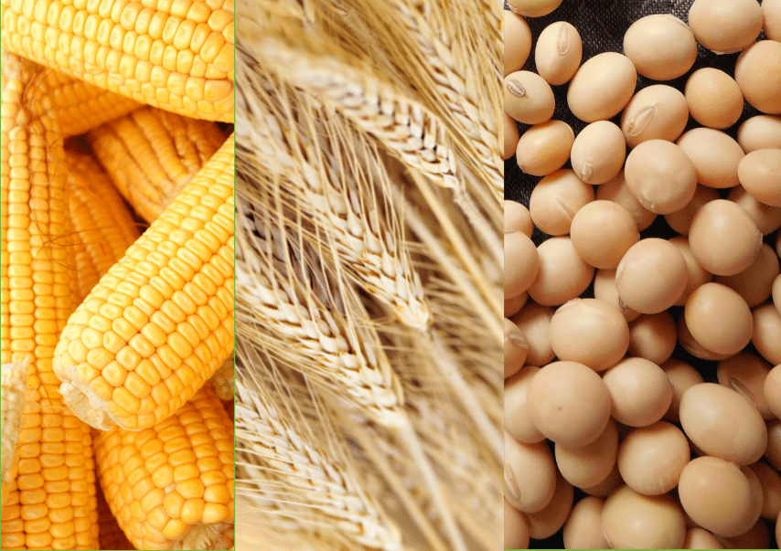 GCMA1Oficial's tweet photo. 👉 #México: más del ✳️50% de nuestro consumo de #granos 🌽 y oleaginosas es ➡️ #importado, cifras acumuladas de enero a octubre de 2023 vs 2022.
Da clic para ver más 👉 https://t.co/pqlXIeNJDz https://t.co/Zuw8yTaQsU