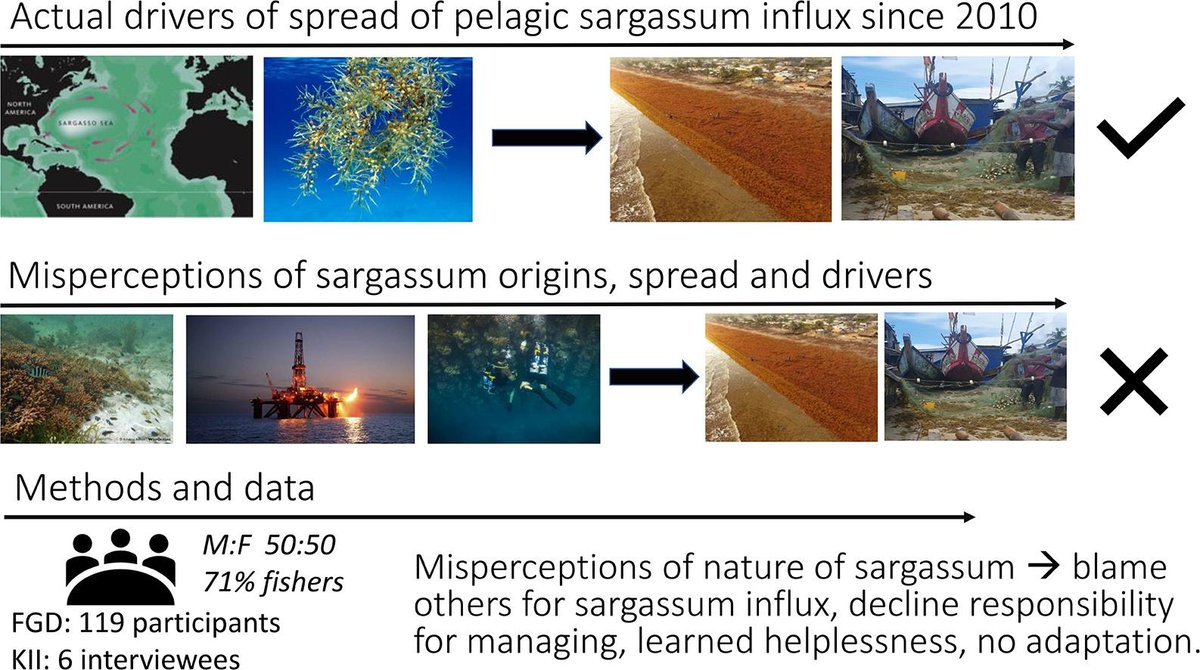 🌿Researchers with <a href="/sartrac1/">SARTRAC</a> find that misperceptions of drivers of #climate risk alter community perception of their adaptive capacity and willingness to adapt in case of #sargassum.

🌍Read more about this important work #OpenAccess in GEC: doi.org/10.1016/j.gloe…