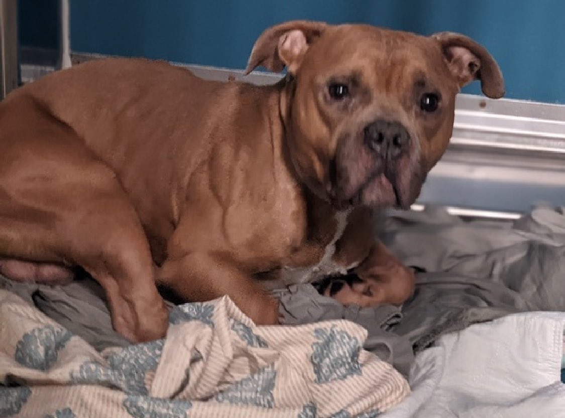Rico 187072 was saved from the scary New York streets, only to bite his finder’s dog on the ear. Since arriving in NYCACC, he’s scared but friendly and is trying his best. Seven years old and TBK Saturday, he’s going to need help leaving alive. A northeast family as a single pet…