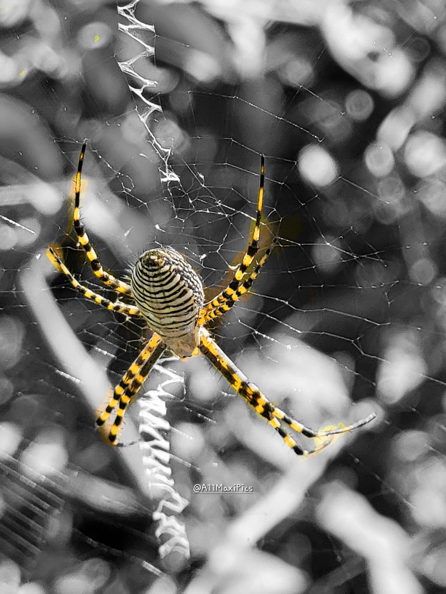 A11MaxiPics's tweet photo. 🕸 Del radar arácnido..

2 Ø . 1 1 . 2 Ø 2 3
•
•
•

#art #photo #pic #photography #macro #amateurphotography #spider #arachnid #argiope #lens #nature #S21Ultra #ShotOnSnapdragon https://t.co/toN8xOUPqX