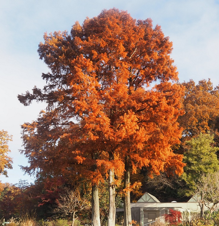 キャラメル色の大きな木。宿根草園のラクウショウです。葉のついた枝の形から、漢字では「落羽松」と書きます。

落葉針葉樹の1種で、東山動植物園の銘木となっています。

#東山動植物園 #植物園 #紅葉 ＃ラクウショウ ＃落羽松