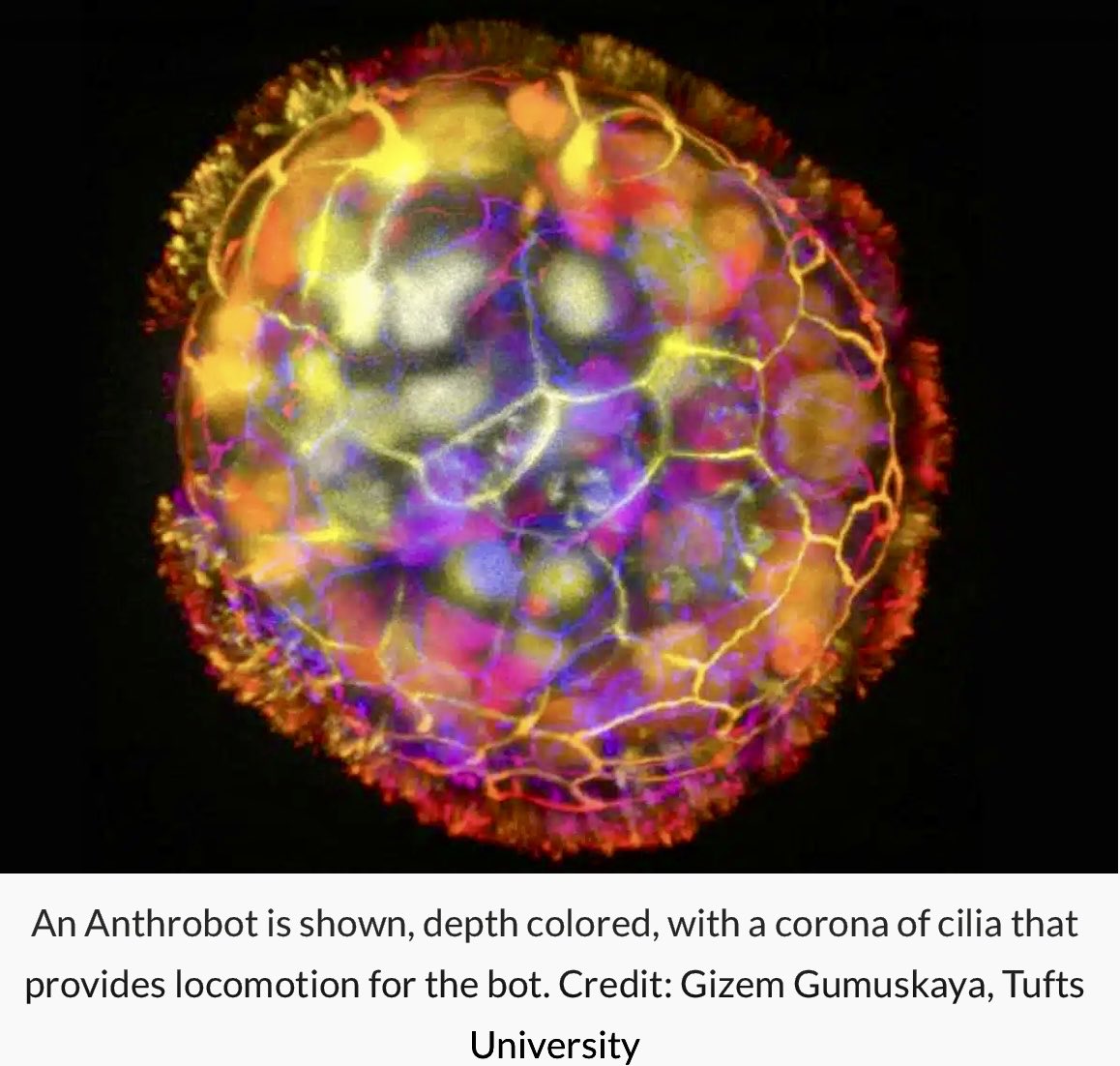 enilev's tweet image. 🔥 #Anthrobots: Tiny Biobots From #Human #Cells Heal Neurons
Source: @TuftsUniversity @wyssinstitute #Harvard 
👉neurosciencenews.com/anthrobots-cel…
@HT: @chidambara09 
#neuroscience #neurotech #Robot #Robots #Healing #biomedicine #biobots #neurons #regenerative #medicine #TechForGood…