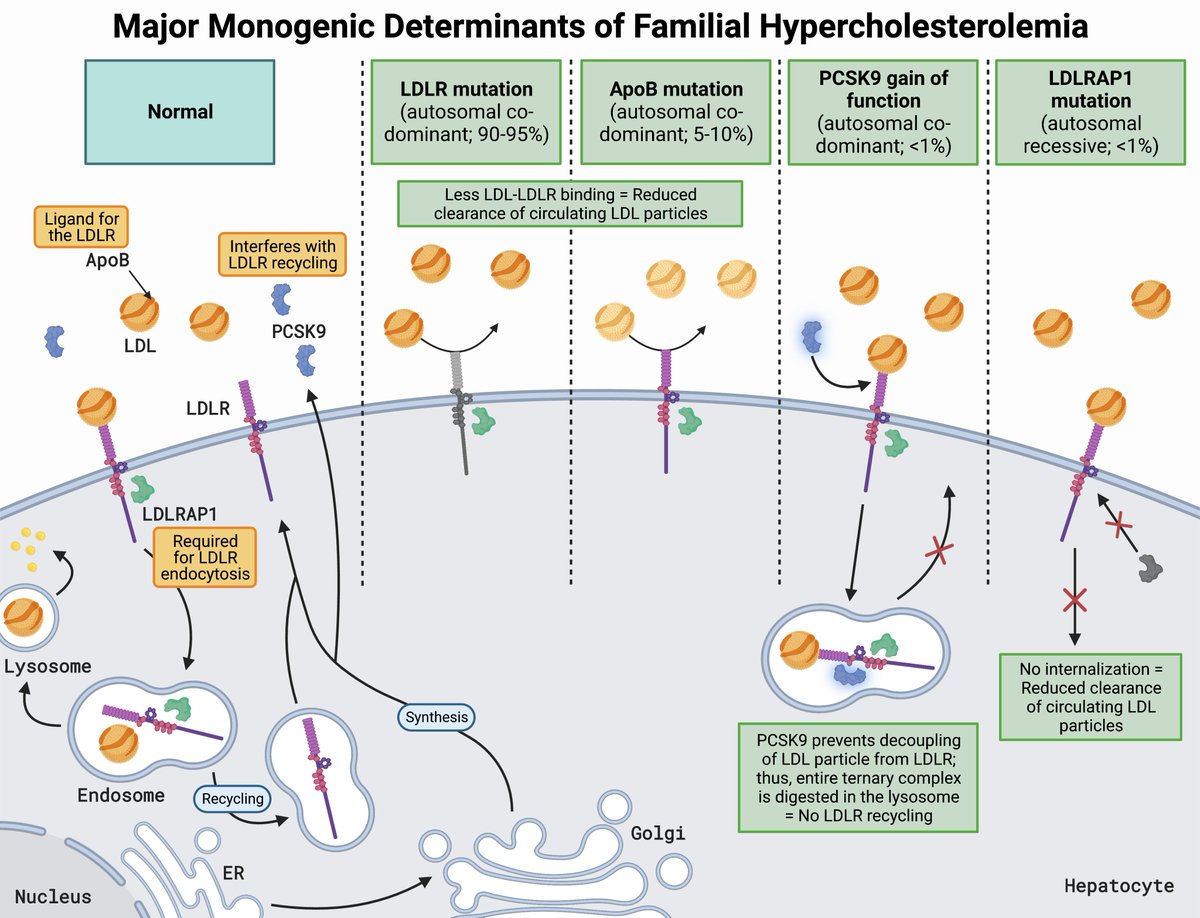 #RCM-Vol. 24 No. 11 🚵‍♂️Review Familial Hypercholesterolemia: From Clinical Suspicion to Novel Treatments 📝by @SaeidMirzaiDO, @paragchevli, @RishiRikhiMD, @DrMichaelShapir #Familial_Hypercholesterolemia #CVD #lipoprotein #cholesterol #atherosclerosis 📢 imrpress.com/journal/RCM/24…