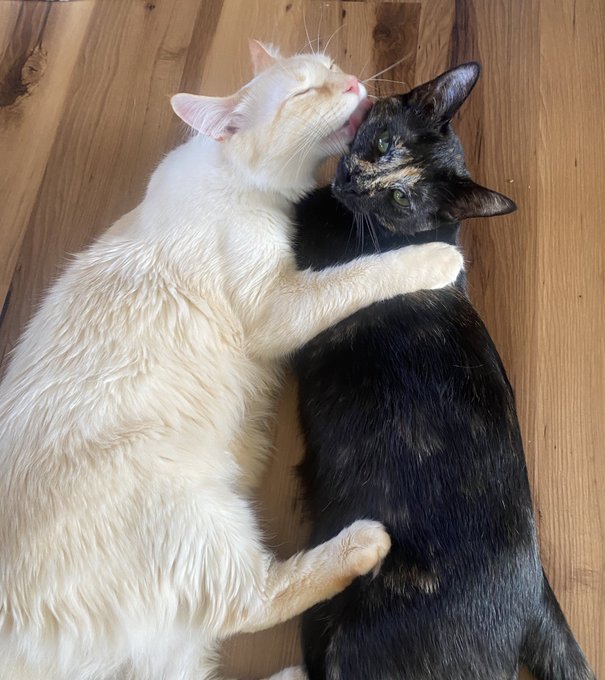 It&rsquo;s my kitties&rsquo; adoptiversary and we&rsquo;re going live on Twitch at 10pm ET 😻  The chat is live!  https://t<a href="/tag/ufc291"class="tags"><span>#ufc291</span></a>