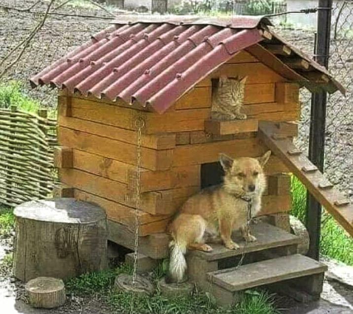 And I decided to rent out the attic to the cat..... inexpensive..🐕🐱👍😁 #CatsOnTwitter #doglife #favoritepets
