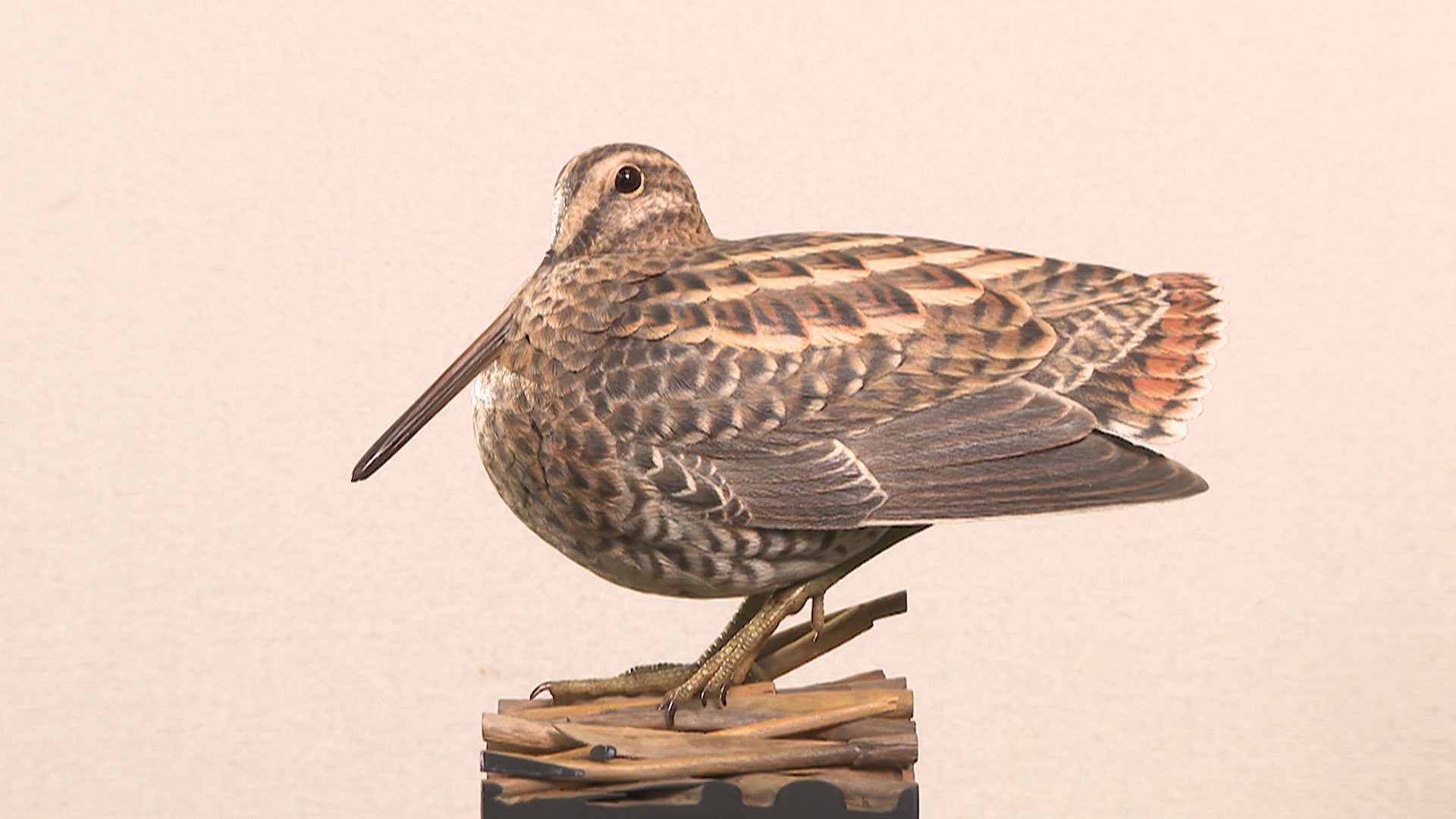 激安ブランド 大型のチドリ「ダイゼン」木彫りの野鳥バードカービング野鳥彫刻 彫刻・オブジェ