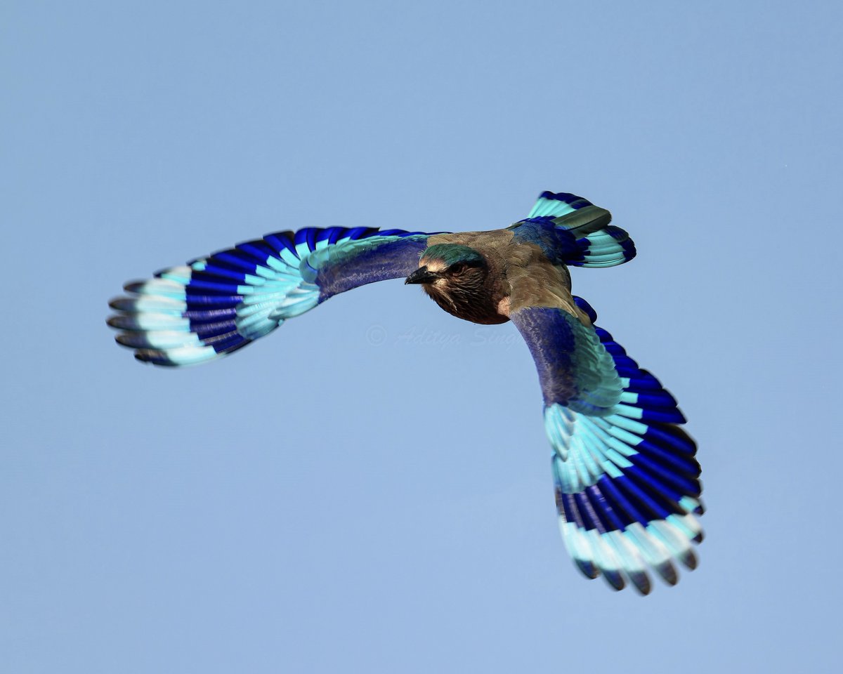 Flying radiance...
Indian Roller
#NatureBeauty #TwitterNatureCommunity #BirdTwitter #BirdsOfTwitter #birdwatching #birding #birdphotography #birds #nature #ThePhotoHour #aves #IndiAves #wildlife #NaturePhotography #wildlife #wildlifephotography #birdfashion #amazingbirds…