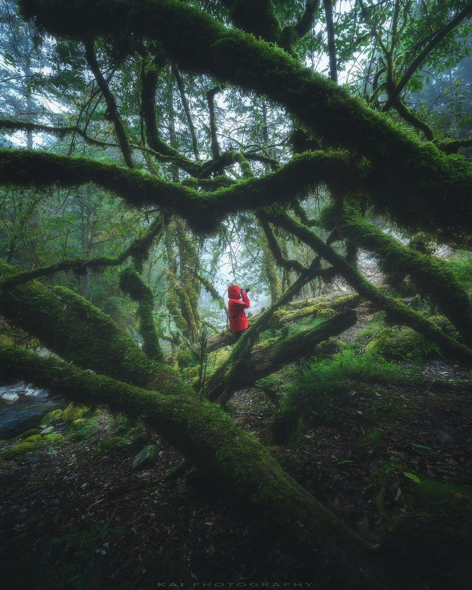 The garden is full of spring scenery, with a few red flowers falling all over the ground