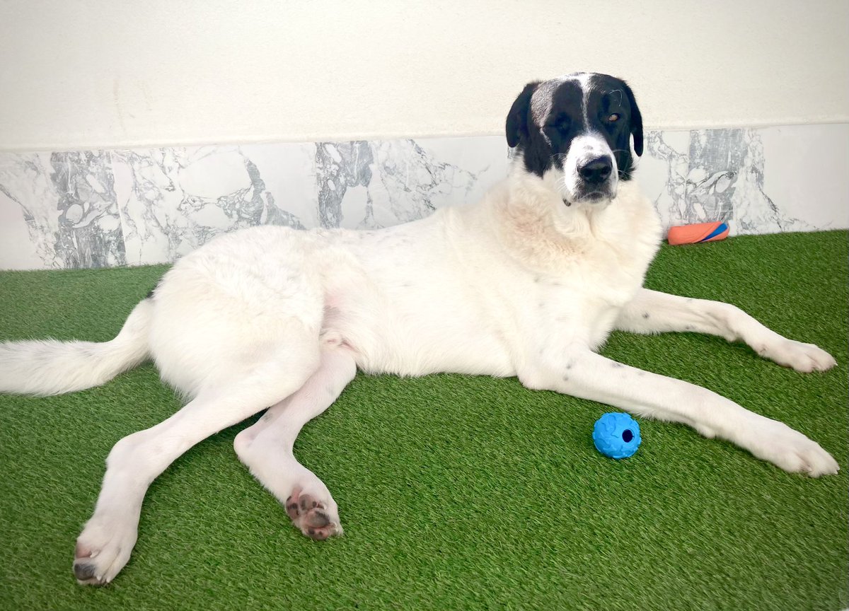 Öğle güneşi de yakışıklıya vururmuş, tescilledim 🐶 naber fıstıklaar 😉😎