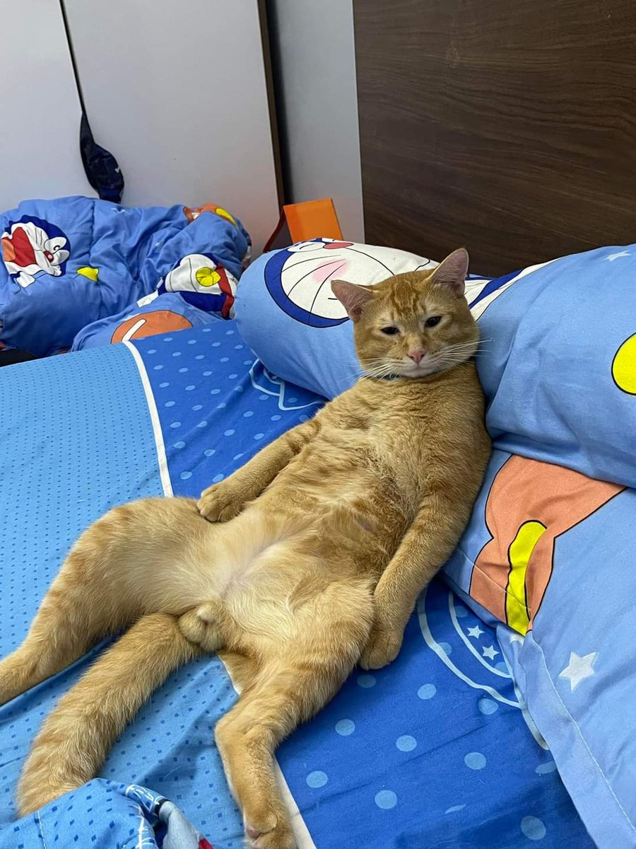mrcat9999's tweet photo. https://t.co/4BxLmxRb66