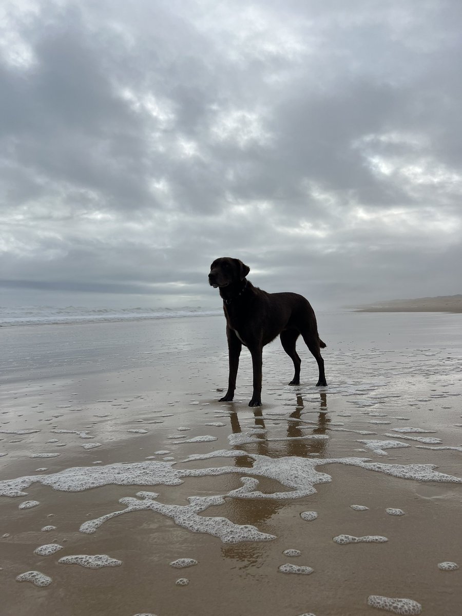 Good to get a break in the flooding rain to take a walk on 90 Mile Beach. Huge thanks to the emergency workers and outdoor crews who have kept our community safe in 48 hours of constant rain. #lovegippsland #auspoldogs @swrighteconomy @petajan