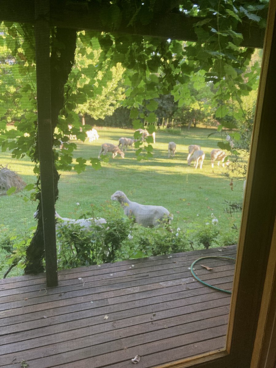 These ones are ready to go, anywhere, according to the boss