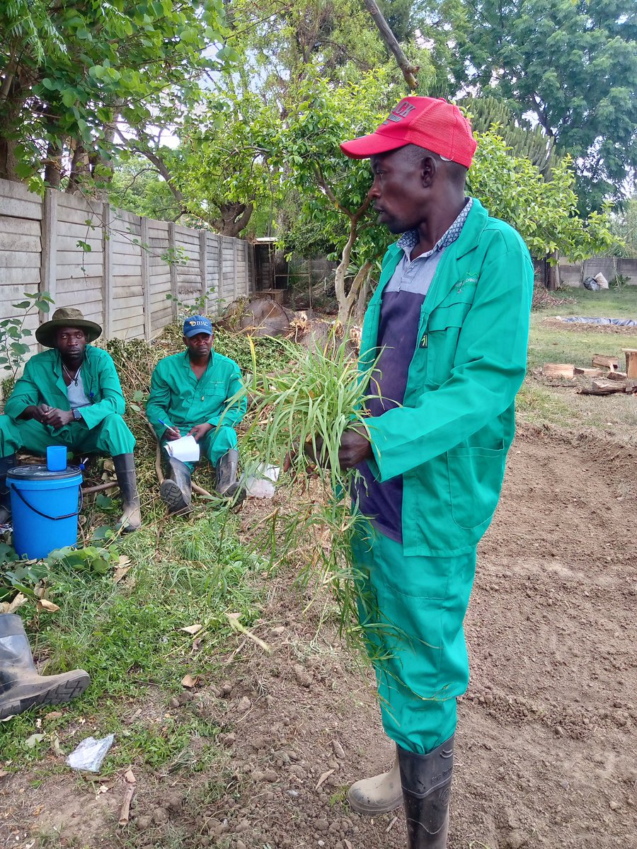 shiftorganics's tweet photo. Our work in November and December this year involves working with Domestic workers and helping the fine tune their skills sharing our knowledge with them. @DWAZimbabwe  is behind this great initiative. https://t.co/LdBUBk9eZF