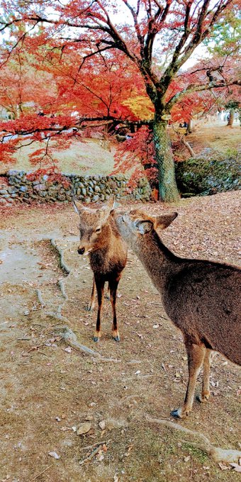 「紅葉 鹿」のTwitter画像/イラスト(新着)
