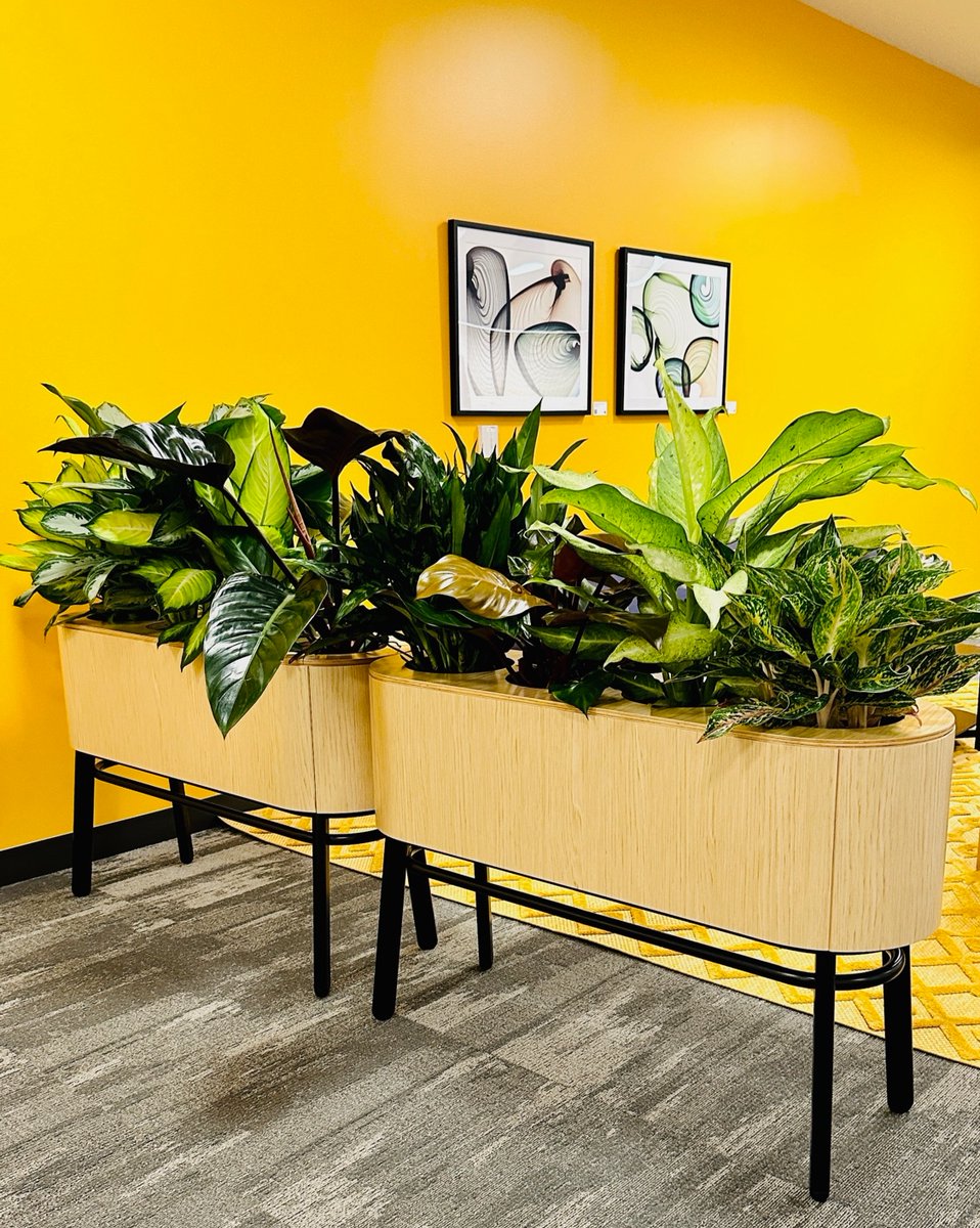wrightgardnerSF's tweet photo. When the office jungle gets real 🎋🌿! Say hello to my most productive coworkers 🌱
Feel free to contact us at 415-431-3632 or email sales@thewrightgardner

#OfficeJungle #DeskPlants #GreenOffice #PlantsOfInstagram #PlantHumor #OfficeLife https://t.co/WcUx5kXsBM