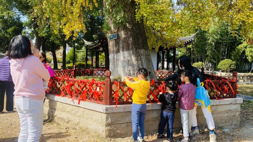 🍂The thousand-year-old #ginkgo tree near Baosheng Temple, Luzhi town, #Wuzhong, has taken on a golden hue. Tourists have flocked to the tree to tie on red “blessing” ribbons and to marvel at its enchanting beauty. #VisitWuzhong