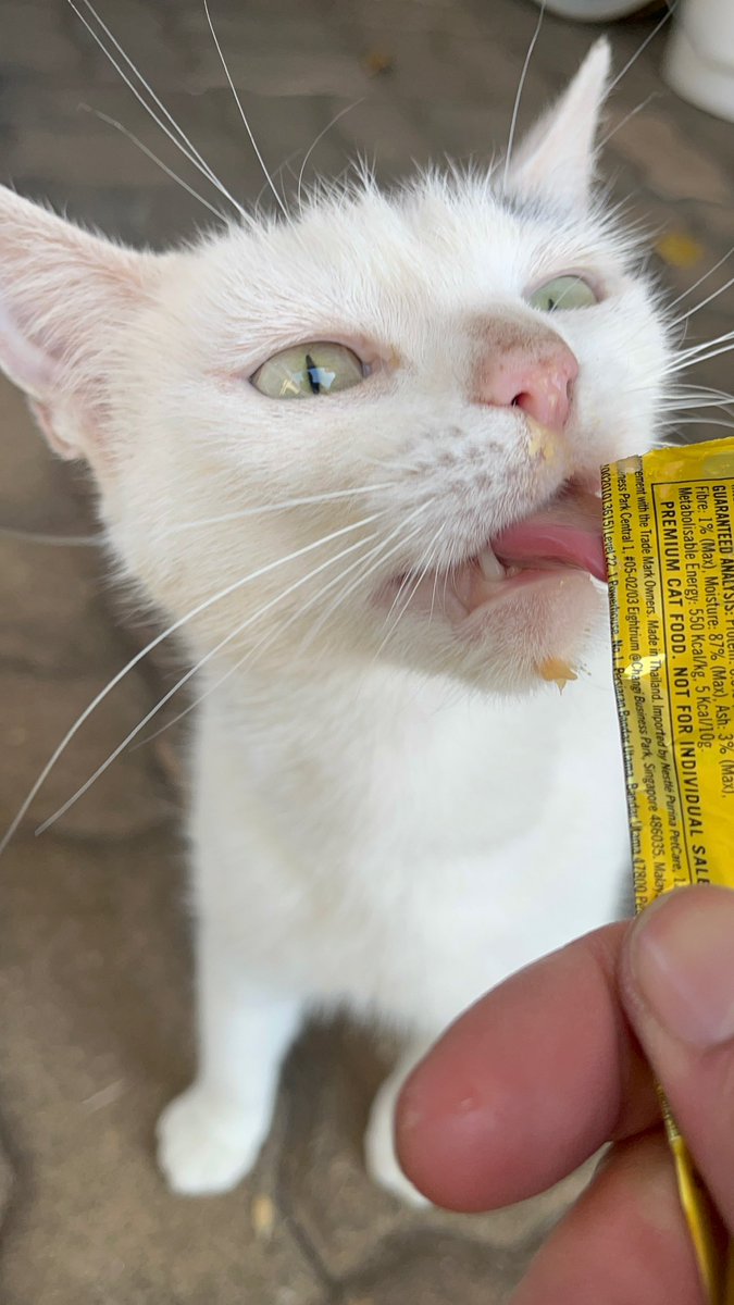 half_straycat's tweet photo. So clever and cute!🩷
You know you're cute🩷
#Calculating #Clever #everyoneishappy #cat #catlife #halfstraycat #whitecat #lovelycat #pawpads #catoftheday https://t.co/PzJfffPs37
