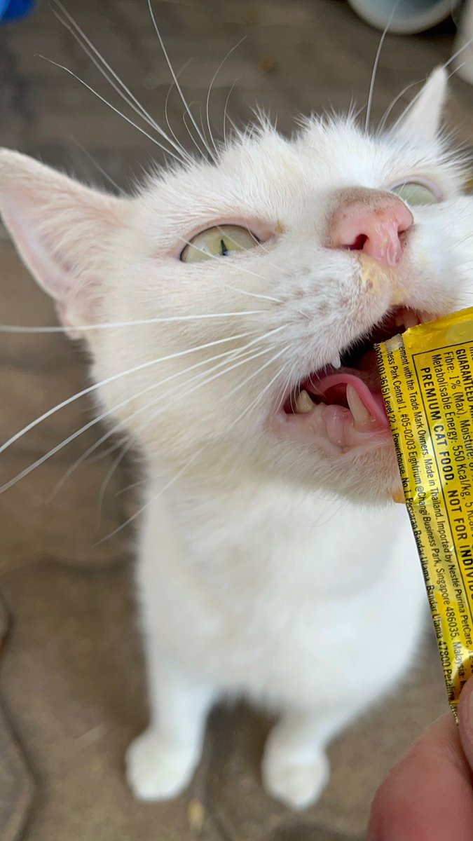 half_straycat's tweet photo. So clever and cute!🩷
You know you're cute🩷
#Calculating #Clever #everyoneishappy #cat #catlife #halfstraycat #whitecat #lovelycat #pawpads #catoftheday https://t.co/PzJfffPs37