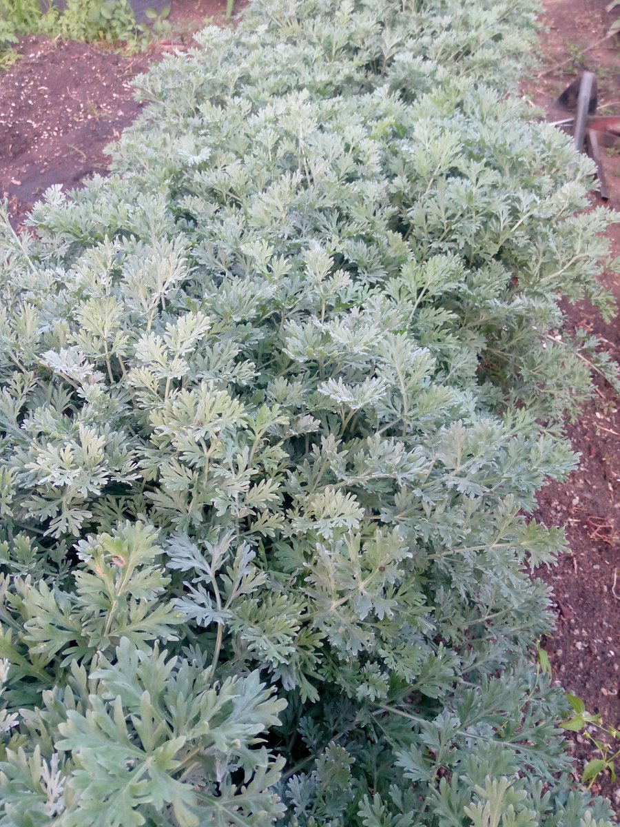 shiftorganics's tweet photo. Some medicinal herbs in our garden. We have more than 500 different medicinal herbal plants in our garden we use them daily to help the sick. https://t.co/RKNXNdNFTW