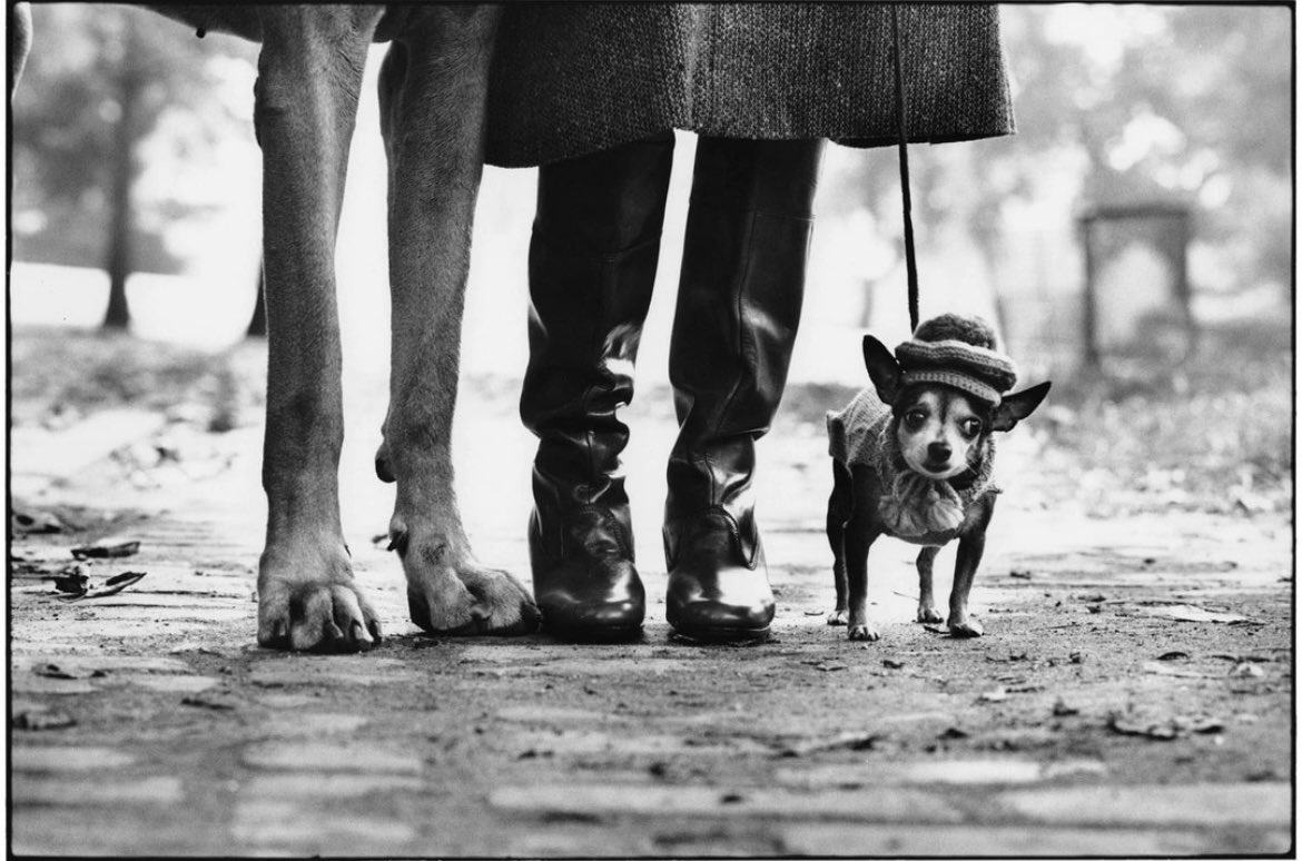 setantabooks's tweet photo. Elliott Erwitt https://t.co/5DwqzUXb7f