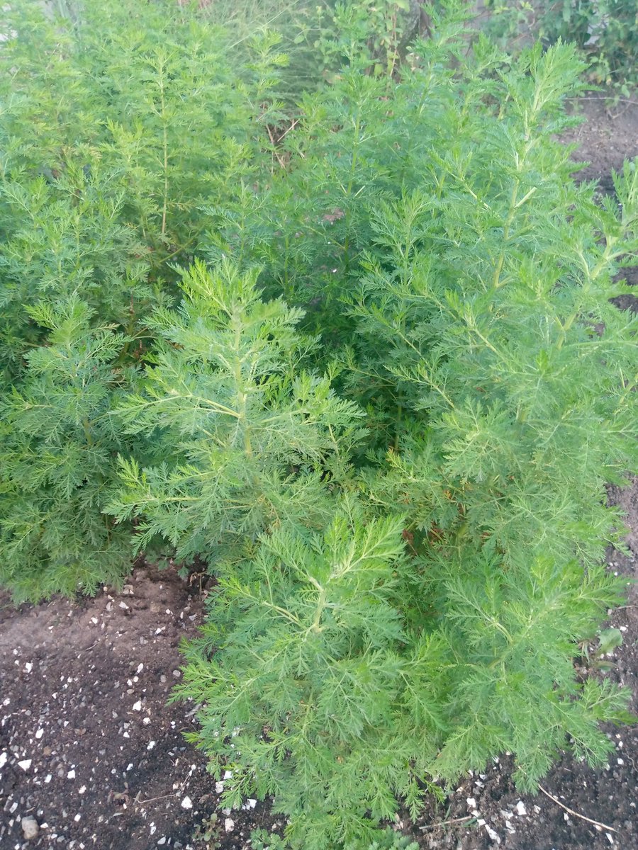Some medicinal herbs in our garden. We have more than 500 different medicinal herbal plants in our garden we use them daily to help the sick.