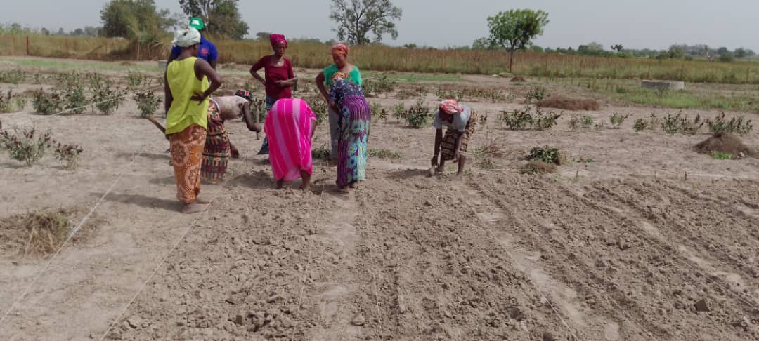 IRHA_H2O's tweet photo. Partie 2/2 Formation pratique des groupements de #femmes dans la mise en place des pépinières🌾 dans les périmètres⛏️ de Ndéménel, Keur fodé, Keur Amady Nguénar, Thiwalo (Kaolack, Sénégal)
 #nobluenogreen #zerohunger #betterwithtrees #watersecurity https://t.co/dA9Sx8J9Xf