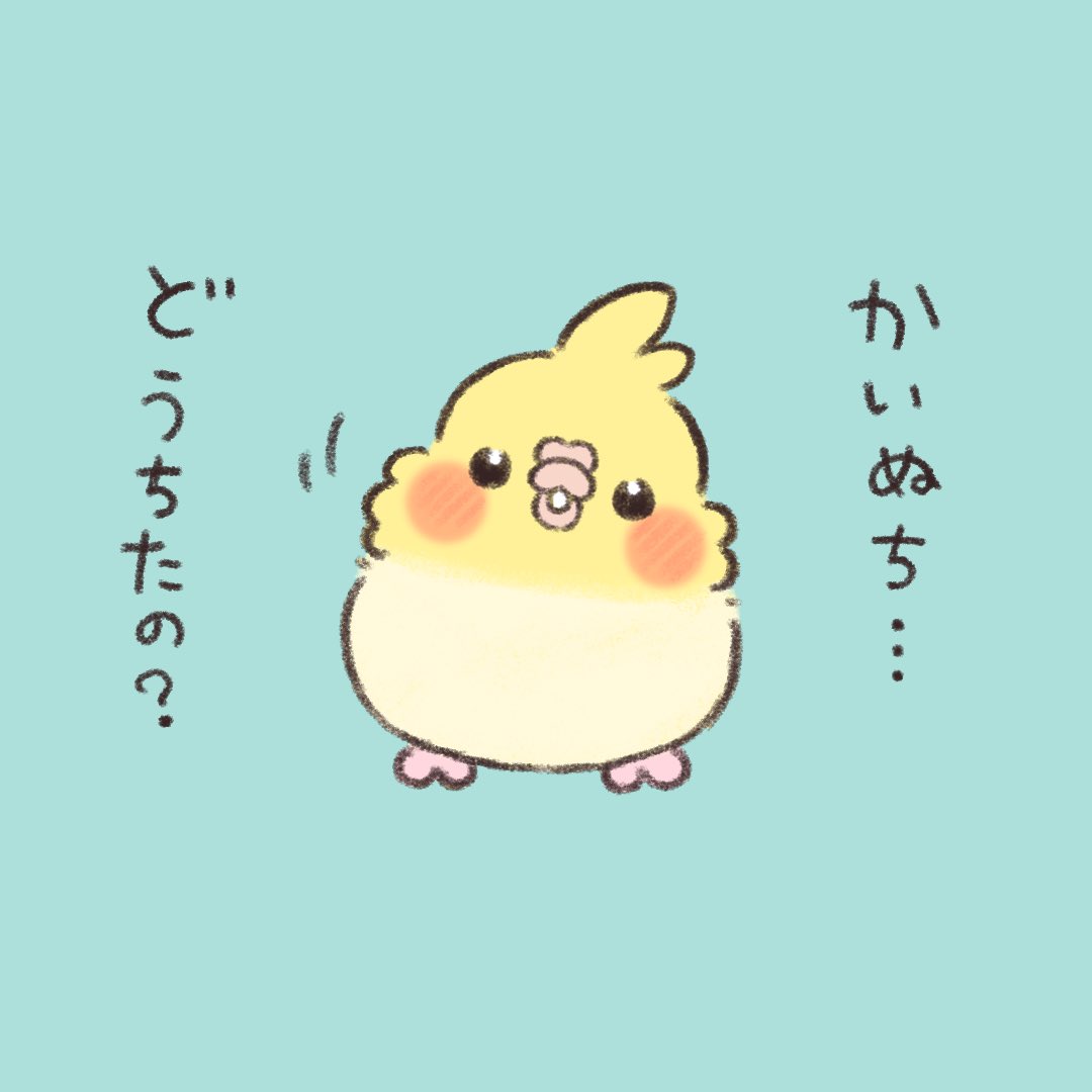 かいぬち。金曜日だね✨  #オカメインコ