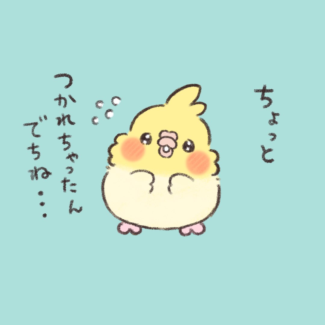 かいぬち。金曜日だね✨  #オカメインコ