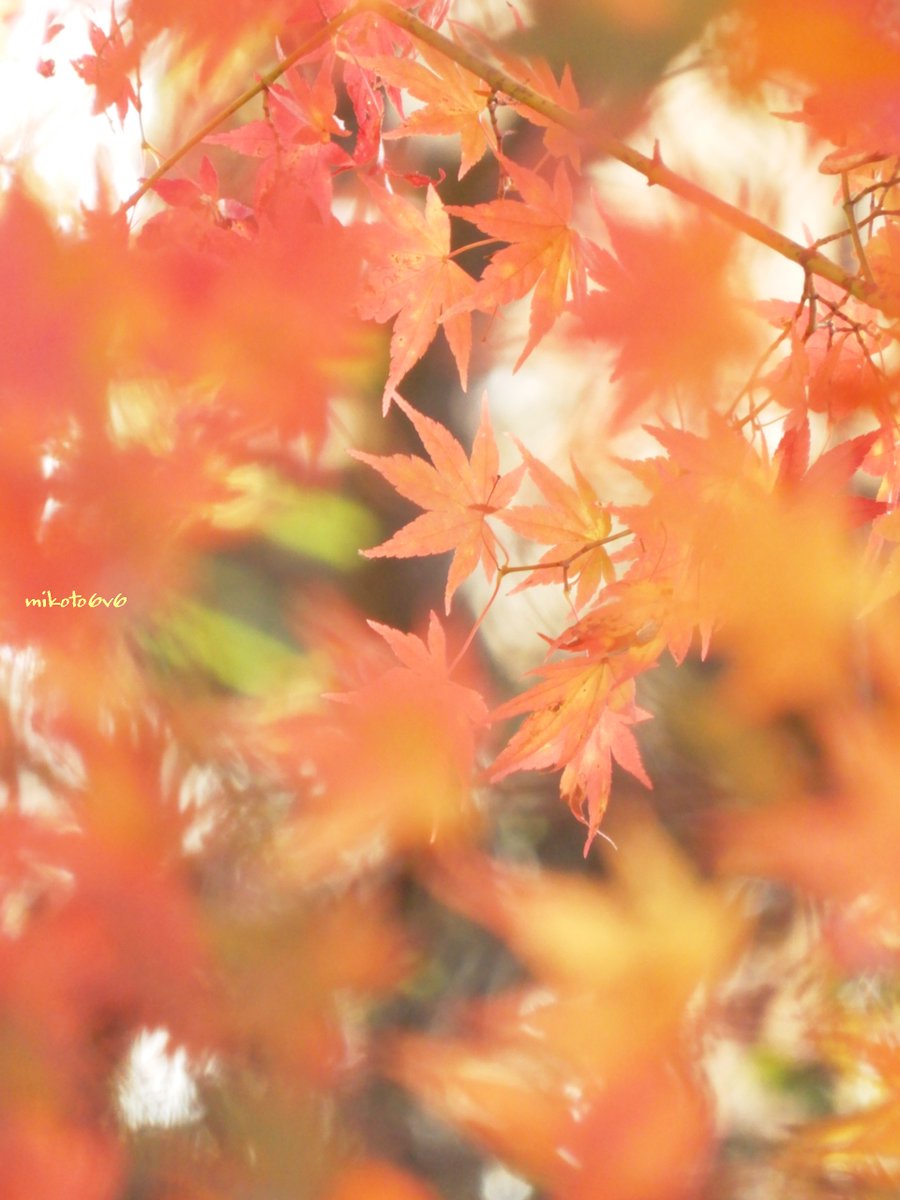 ゆらめく紅い風のなかで 🍁🍃🌞
　
紅葉 (モミジ)
#JapaneseMaple #AutumnLeaves 
　
📸 Nikon COOLPIX A900 
#私とニコンで見た世界 
#写真で伝えたい私の世界 
#キリトリセカイ 
#Mikotography #coregraphy
