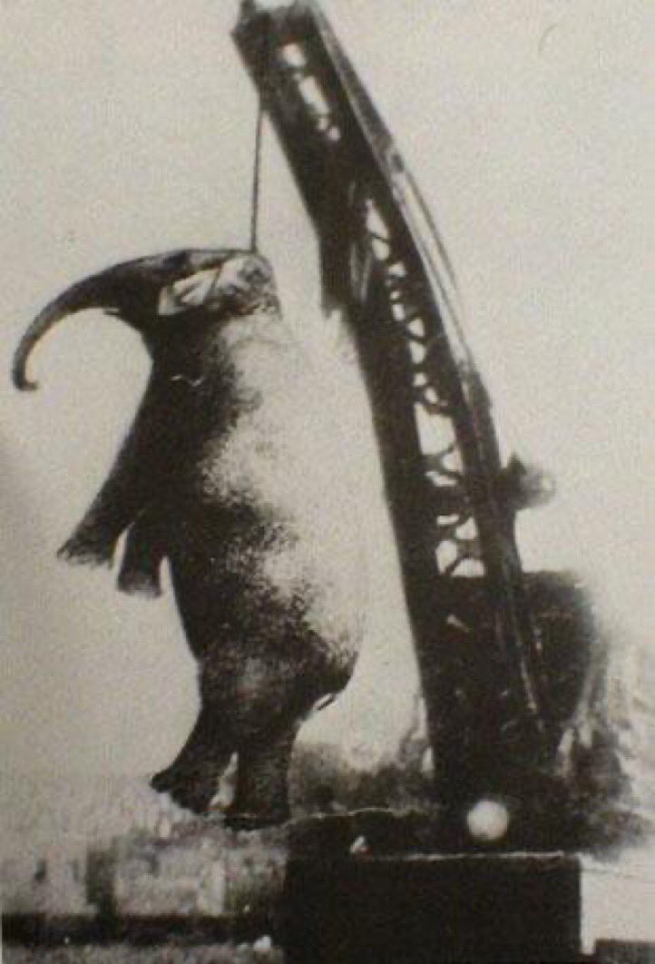 The hanging of Mary the Elephant, who was publicly executed for killing her handler, 1916.