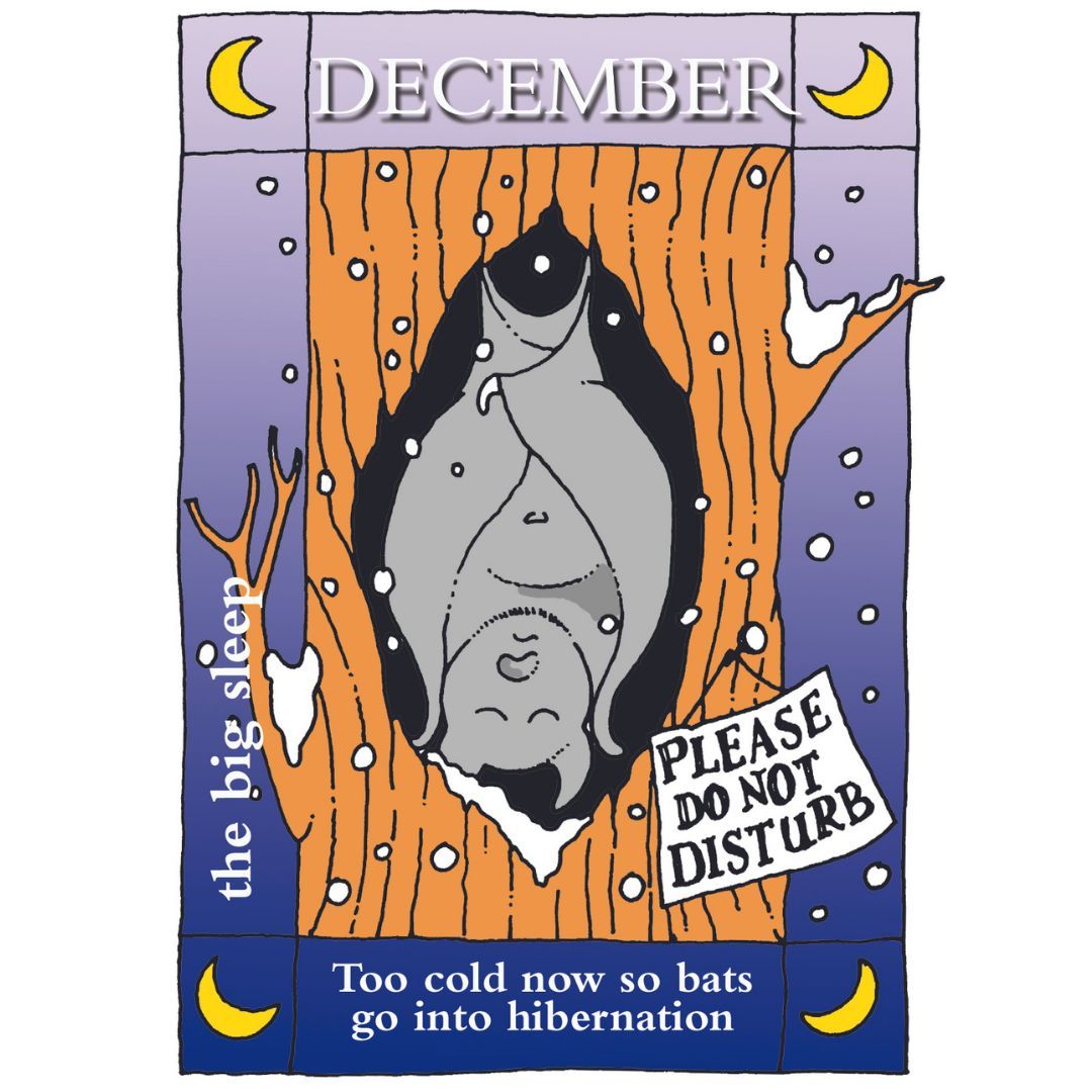 It's December, the last month of the year. Bats are hibernating. They may roost on their own or in small groups, often in cool, quiet places like disused buildings, old trees or caves, where they hopefully won't be disturbed.