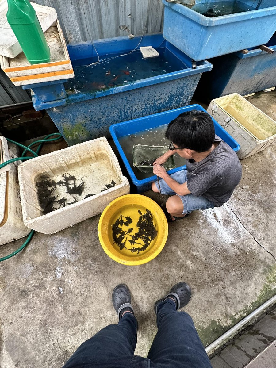 MySamudera's tweet photo. Siapa yang ada ikan bandaraya atau nama saintifiknya  Plecostomus, kalau dah tak nak pelihara.

Tolong matikan ikan tu, jangan lepaskan ke dalam kolam, tasik ataupun sungai.

Bebenang 🧵 https://t.co/DpcPUCURP6