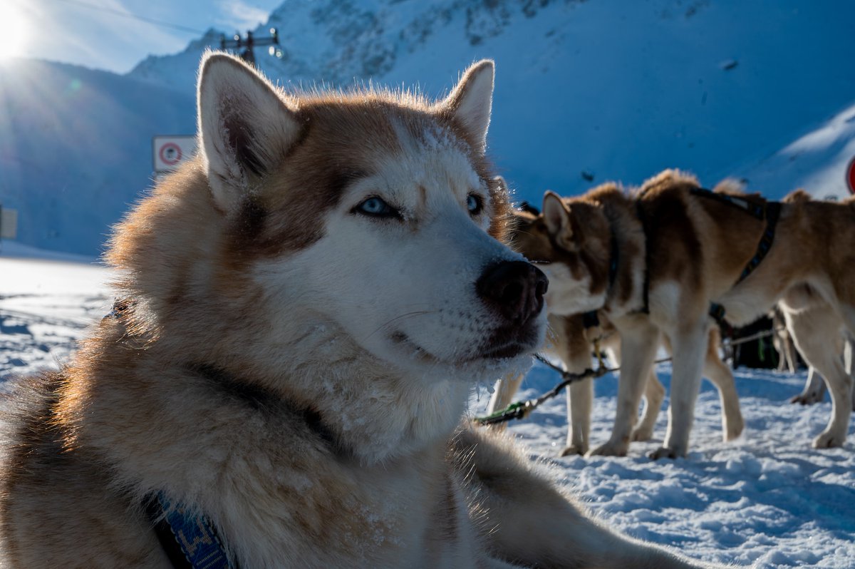 ❄️Une idée de balade insolite pour ces vacances d'hiver, ça te dit ? 

À Puy Saint Vincent, tu peux explorer les environs à toute vitesse en compagnie d'adorables chiens de traîneau ! 🐕

Et si tu préfères opter pour des randos à pied ou en raquettes, découvres les sur Cirkwi !
