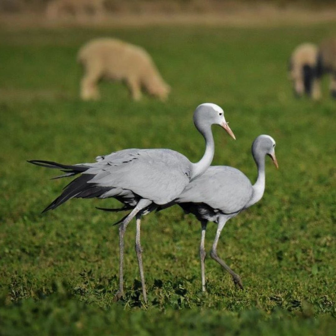 overbergcrane's tweet photo. What an honour - to receive a wonderful donation from the Roedean School EcoClub, in a fundraising drive led by students.

Thank you very much! These are our future leaders, and surely it means that the future of Blue Crane conservation is in very good hands. https://t.co/Kh2zfVld2K
