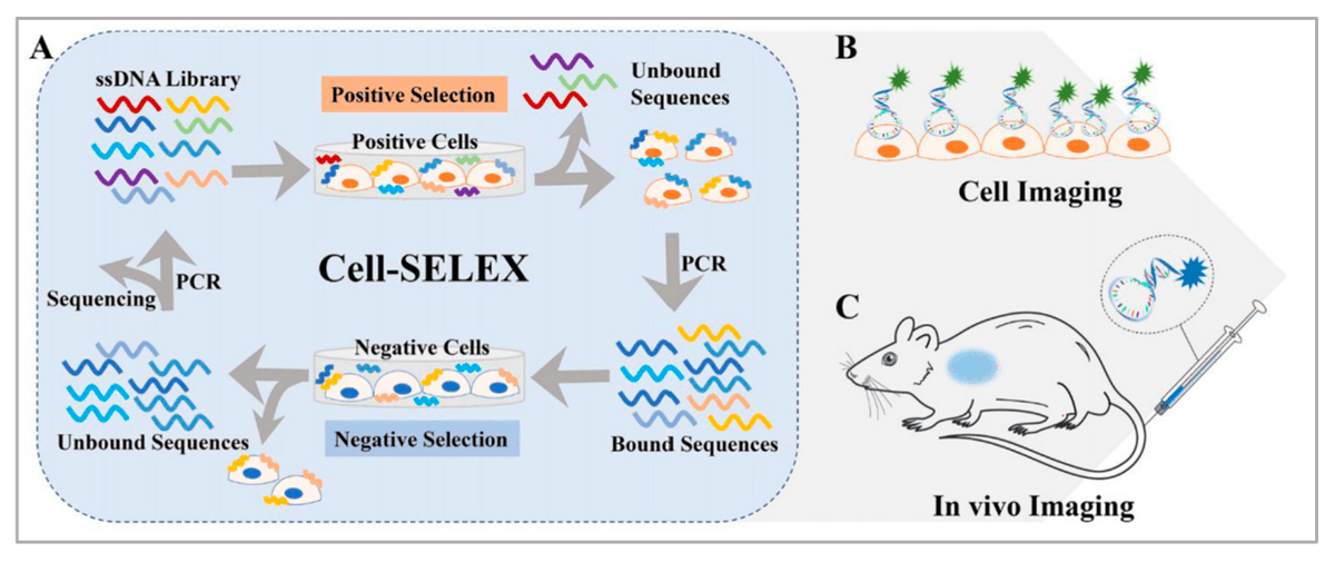 Biosensors_MDPI's tweet image. #Review
Applications of Aptamer-Bound Nanomaterials in Cancer Therapy by Liangxi Zhu, et al.
mdpi.com/2079-6374/11/9…

@MDPIOpenAccess 
Southeast University
Hunan University of Technology
#aptamers #nanomaterials #cancer #treatment #targeting #openaccess