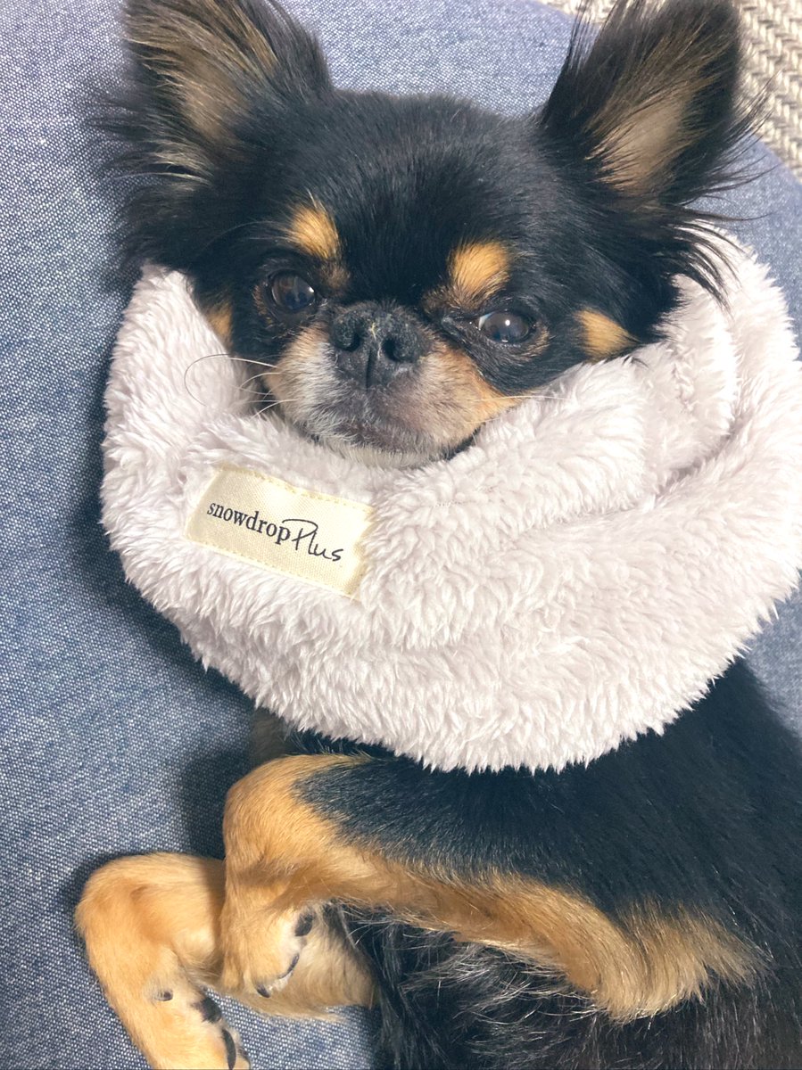 zip_mama's tweet photo. 脳炎再発してました😭
アラバが効いて良かったー。
今回は脳の広い範囲に炎症起きて、完全に歩けなくなって興奮すると左にクルクル回るのが止まらず、数週間眠れない日々を過ごしました😭先生からも回復は難しいとの事でしたが、現在自力でご飯もトイレもできます！
ジップありがとう！ https://t.co/j6VoZ73Ik9