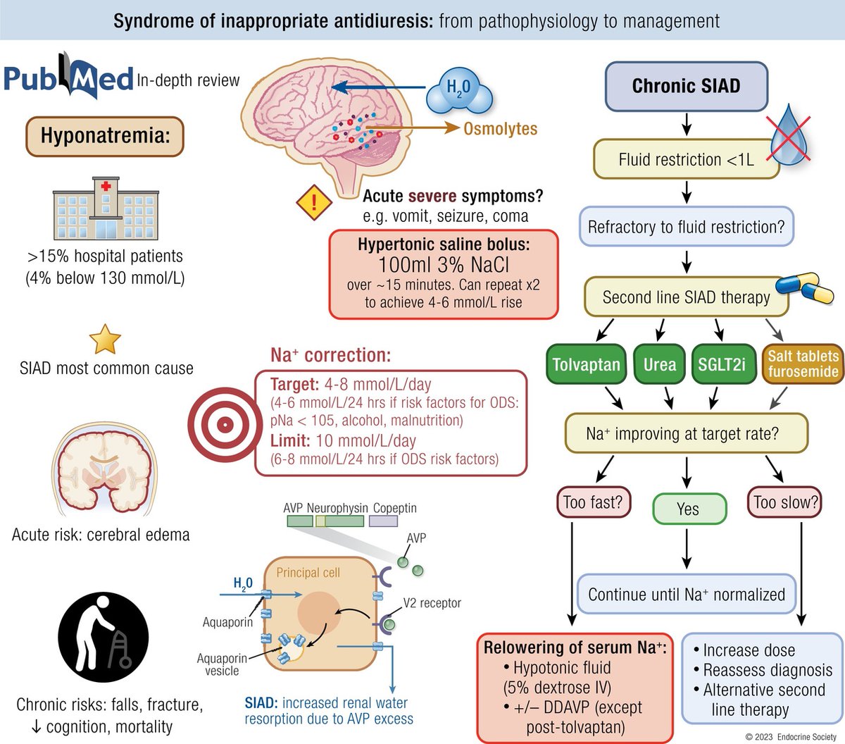 Today's Paper of the Day is on the syndrome of inappropriate antidiuresis: from pathophysiology to management
criticalcarereviews.com/latest-evidenc…

Join us to read 1 paper per day and stay up-to-date as we cover the spectrum of critical care across 2023