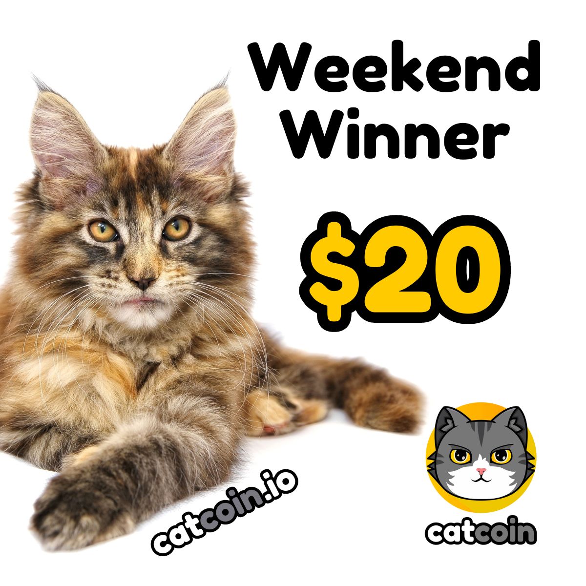 officialcatcoin's tweet photo. Here's another Weekend Winner! $20

• Follow @officialcatcoin
• Retweet
• And comment #Catcoin #BUSD #giveaway

Ends December 2nd at 8am UTC https://t.co/RlmuBrvL35