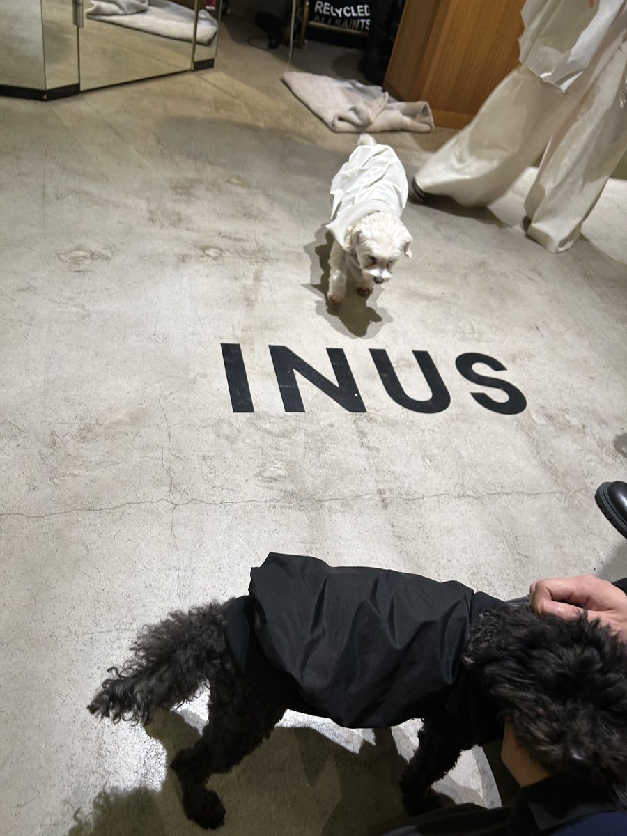 chanrihochan's tweet image. 幸(サチ)な空間にきた
#INUS