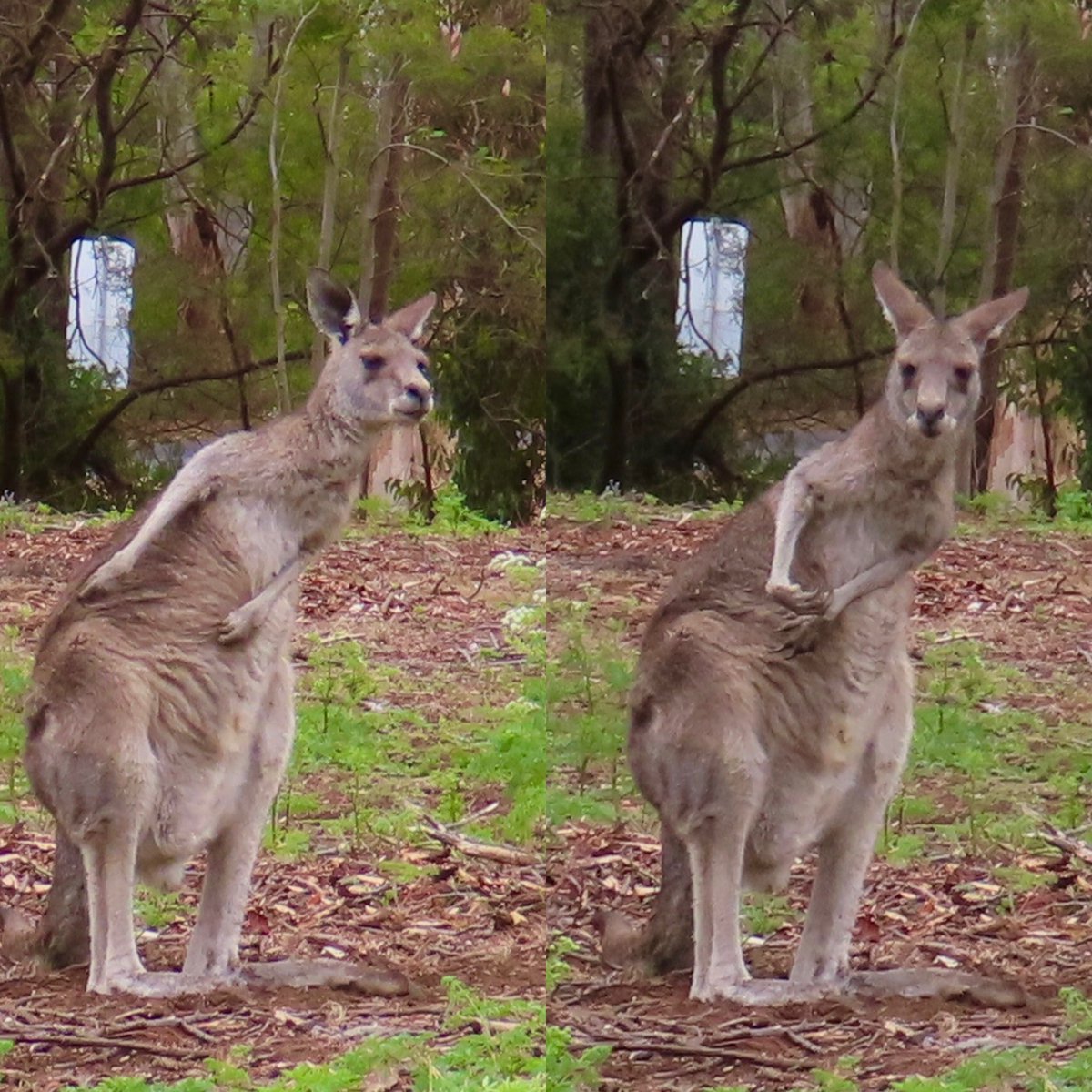 LisaGardnerBks's tweet photo. Let’s face it, when you have an itch, you have an itch. Animals here are shedding winter coats for summer, so they’re all scratching away. They remind me of my dogs, LOL. 😊 #kangaroos ofAustralia #stopscratching! https://t.co/KIkCxwghKT