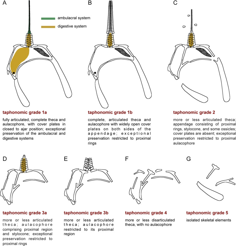 Farid Saleh فريد صالح (@tapho_zoan) on Twitter photo In a recent paper, we delved into the disarticulation and degradation sequence of ancient echinoderms. Our findings reveal a correlation between the degradation of soft tissues and the diverse microenvironments formed within a carcass post-mortem. sciencedirect.com/science/articl… In a recent paper, we delved into the disarticulation and degradation sequence of ancient echinoderms. Our findings reveal a correlation between the degradation of soft tissues and the diverse microenvironments formed within a carcass post-mortem. sciencedirect.com/science/articl…