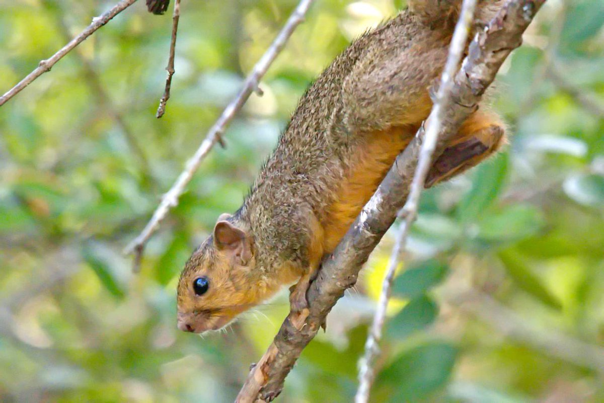 Tembe Elephant Park (@tembeelephant) on Twitter photo 
