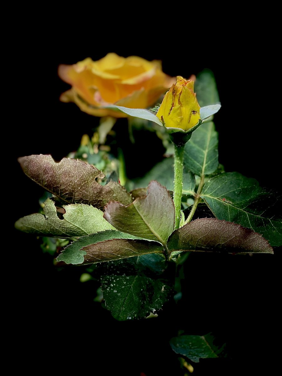 global_Xpr's tweet photo. As night descends on one part of the world, bringing rest and tranquility, elsewhere the sun rises, providing energy and hope. Wherever you are, I wish you a restful good night or a bright day ahead.
#GoodNight #GoodDay #DailyCycle #NatureBeauty #FlowersPhotography https://t.co/StnCNw9Ua3