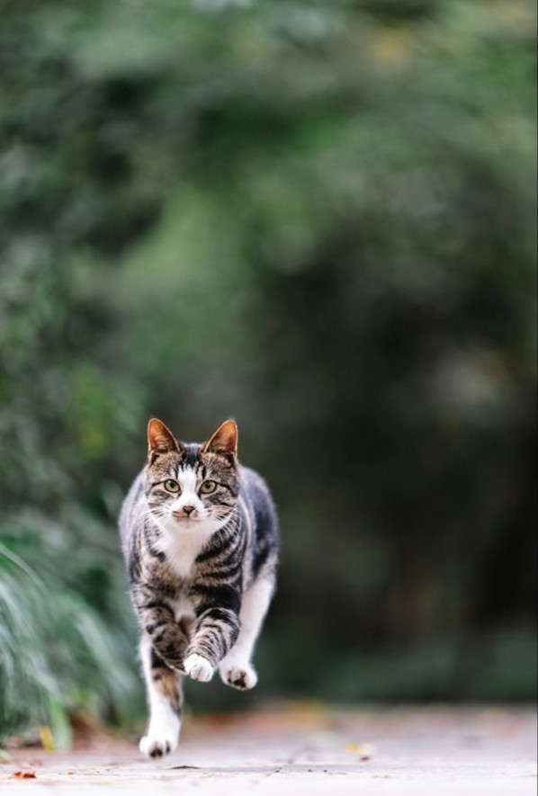 DreamyTechGirl's tweet photo. Friday feels like this sprinting American Curl! πΎπ Ready to dive into the weekend like this furball into fun! π»β¨ #WeekendReady #CaturdayEve #CatJoy
@ https://t.co/HniML0xwYY https://t.co/QVt4MrF6ml