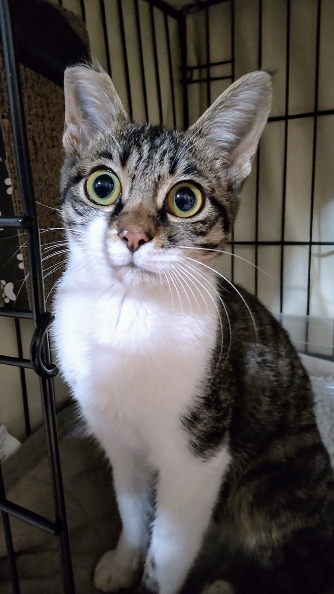komichi20's tweet photo. 11月22日夕方、福岡県三井郡大刀洗町のTRIALの駐車場で子猫を保護しました。キジ白メス、推定４ヶ月、右耳の先が切れている、腰に怪我。
人馴れしていてスリゴロちゃん、外飼いの猫ちゃんか、餌やりさんがいたかも。心当たりのある方ご連絡願います。
#猫 #保護 https://t.co/TH4tTP3X3r