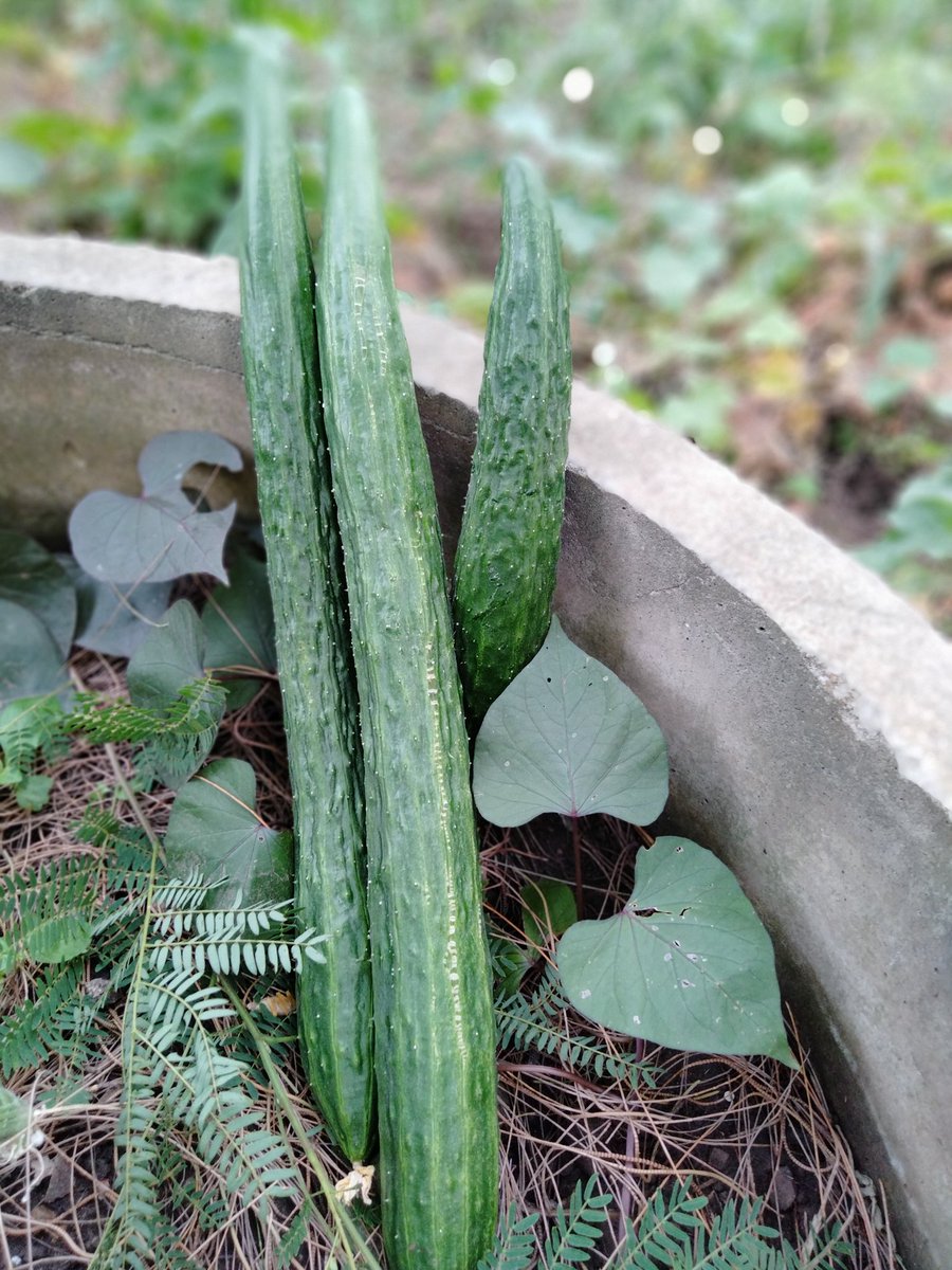 แค่อากาศเย็นนิดหน่อยเท่านั้นแตงกวาญี่ปุ่นก็ให้ผลดีมาก