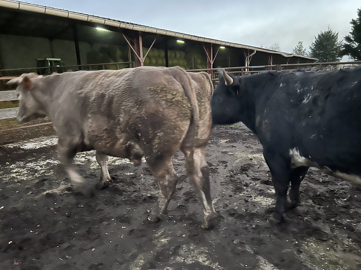 609 / 605 / 560 kg !!
😉😌