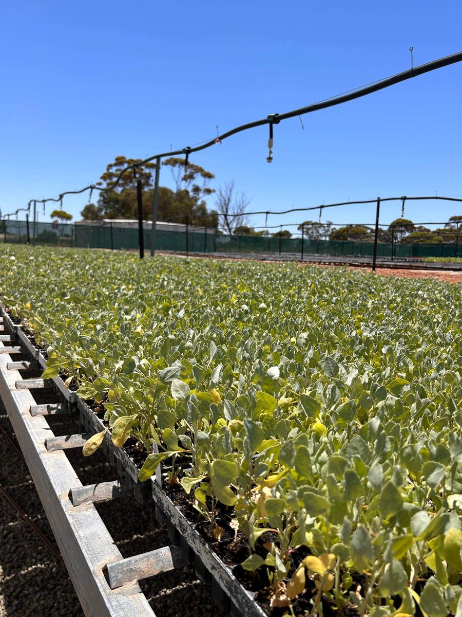 Chatfield's Tree Nursery tweet media