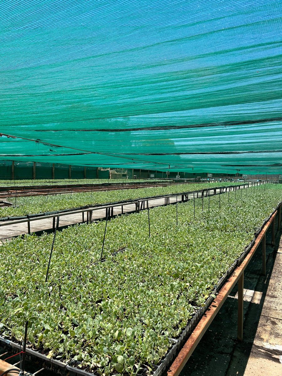 We have had a few cancellations of Anameka for the 2024 season. Please contact Chatfields Tree Nursery if you would like to plant next season! Minimum order 1000 stems